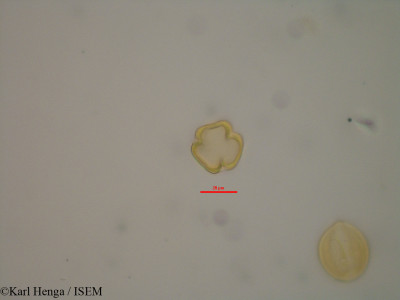 Diospyros abyssinica - lame n° 13976