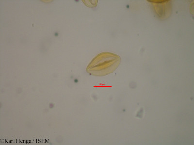 Diospyros abyssinica - lame n° 13976