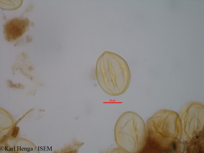 Karl.Henga/Diospyros_canaliculata_46840/Diospyros_canaliculata_46840_0001(copy)_thumb.jpg