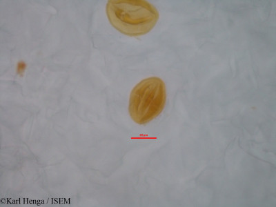 Diospyros dendo - lame n° 46838