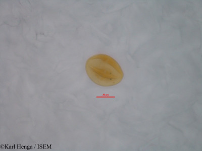 Diospyros dendo - lame n° 46838