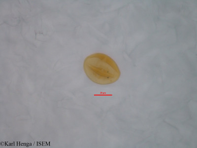 Diospyros dendo - lame n° 46838