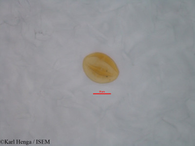 Diospyros dendo - lame n° 46838