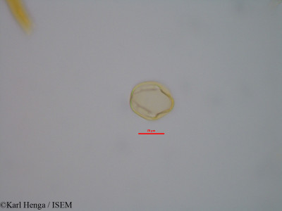 Karl.Henga/Distemonanthus_benthamianus_47346/Distemonanthus_benthamianus_47346_0001(copy)_thumb.jpg