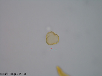 Distemonanthus benthamianus - lame n° 47346