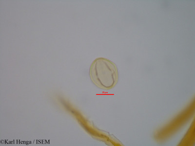 Distemonanthus benthamianus - lame n° 47346