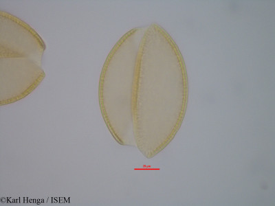 Dracaena ovata - lame n° 19421