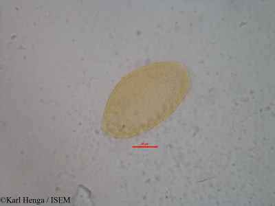 Karl.Henga/Dracaena_vaginata_19500/Dracaena_vaginata_19500_0001(copy)_thumb.jpg