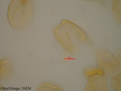 Karl.Henga/Eichhornia_crassipes_2006/Eichhornia_crassipes_2006_0001(copy)_thumb.jpg