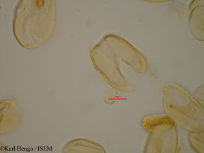 Eichhornia crassipes - lame n° 2006