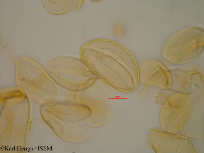 Eichhornia crassipes - lame n° 2006