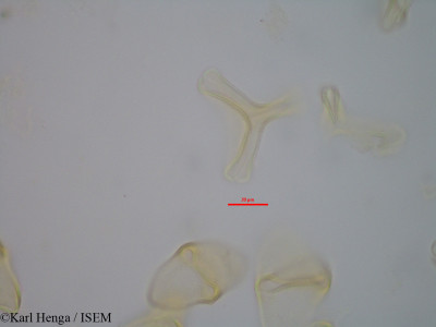 Karl.Henga/Englerina_gabonensis_45559/Englerina_gabonensis_45559_0001(copy)_thumb.jpg