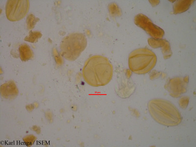 Entada abyssinica - lame n° 24558