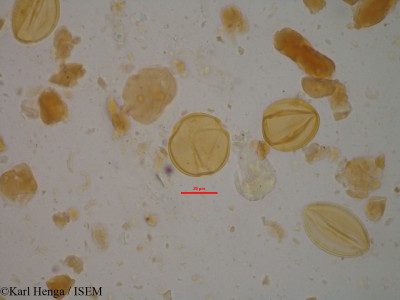 Entada abyssinica - lame n° 24558