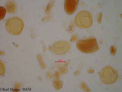 Entada abyssinica - lame n° 24558