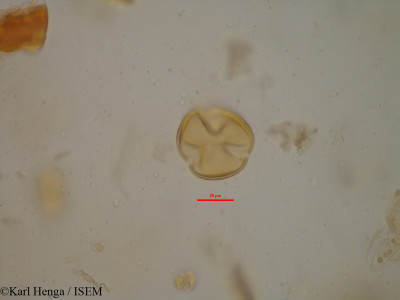 Entada gigas - lame n° 7429