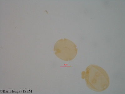 Entandrophragma candollei - lame n° 7942