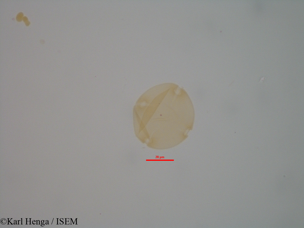 Karl.Henga/Entandrophragma_candollei_7942/Entandrophragma_candollei_7942_0003(copy).jpg