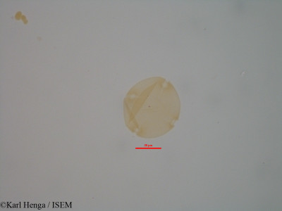 Entandrophragma candollei - lame n° 7942