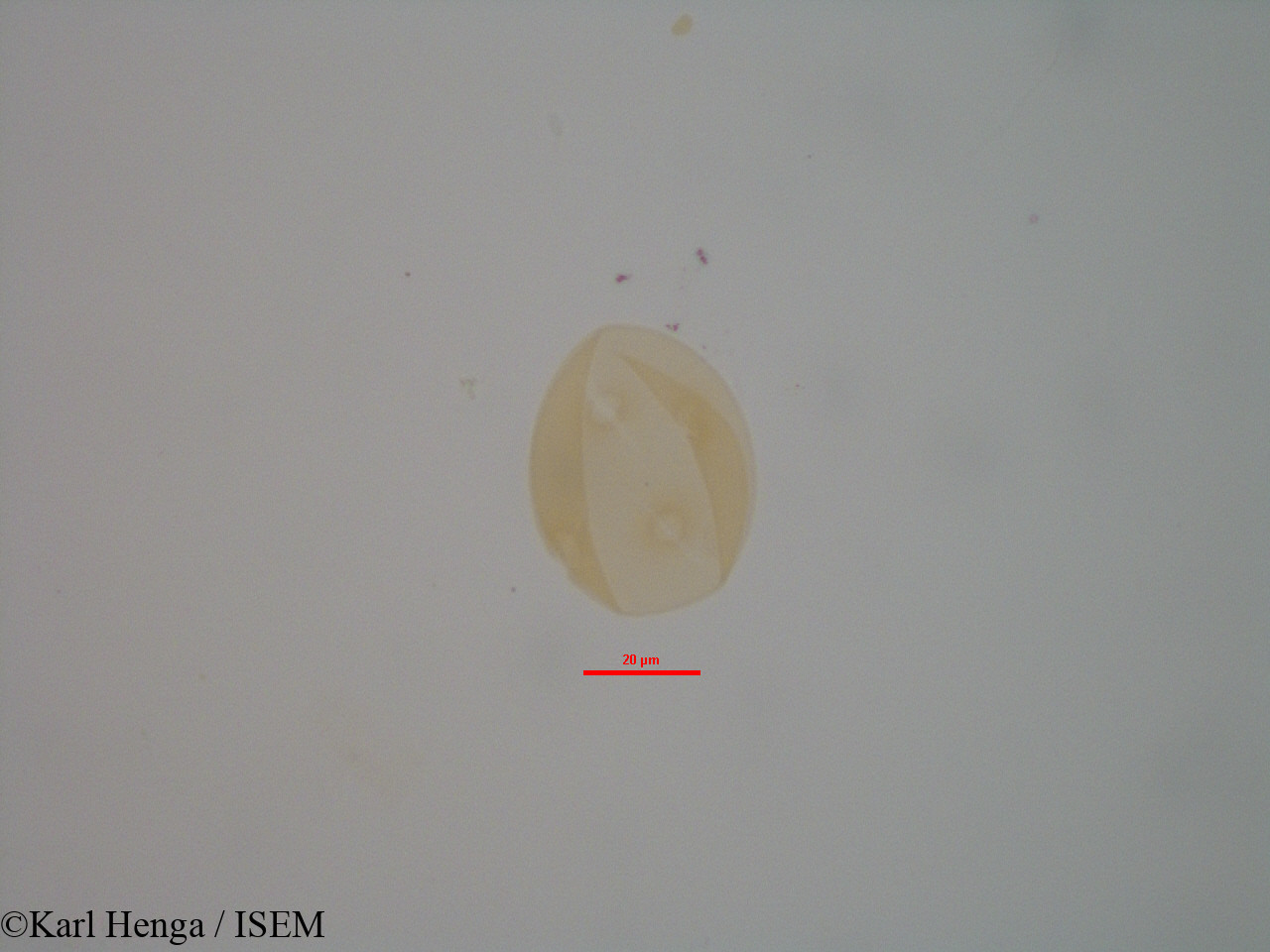 Karl.Henga/Entandrophragma_candollei_7942/Entandrophragma_candollei_7942_0005(copy).jpg