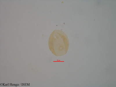 Entandrophragma candollei - lame n° 7942