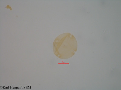 Entandrophragma candollei - lame n° 7942