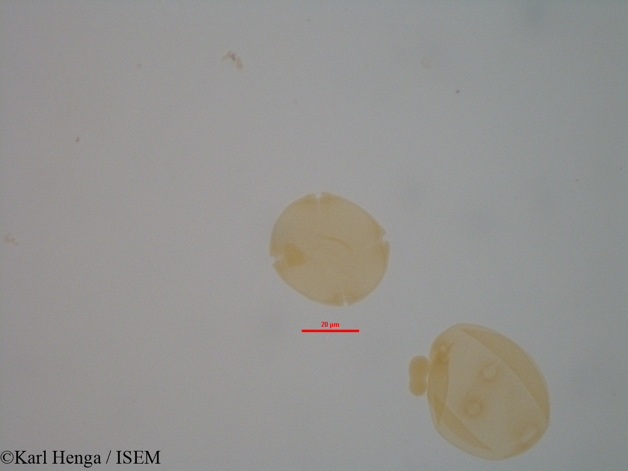 Karl.Henga/Entandrophragma_candollei_7942/Entandrophragma_candollei_7942_0007(copy).jpg