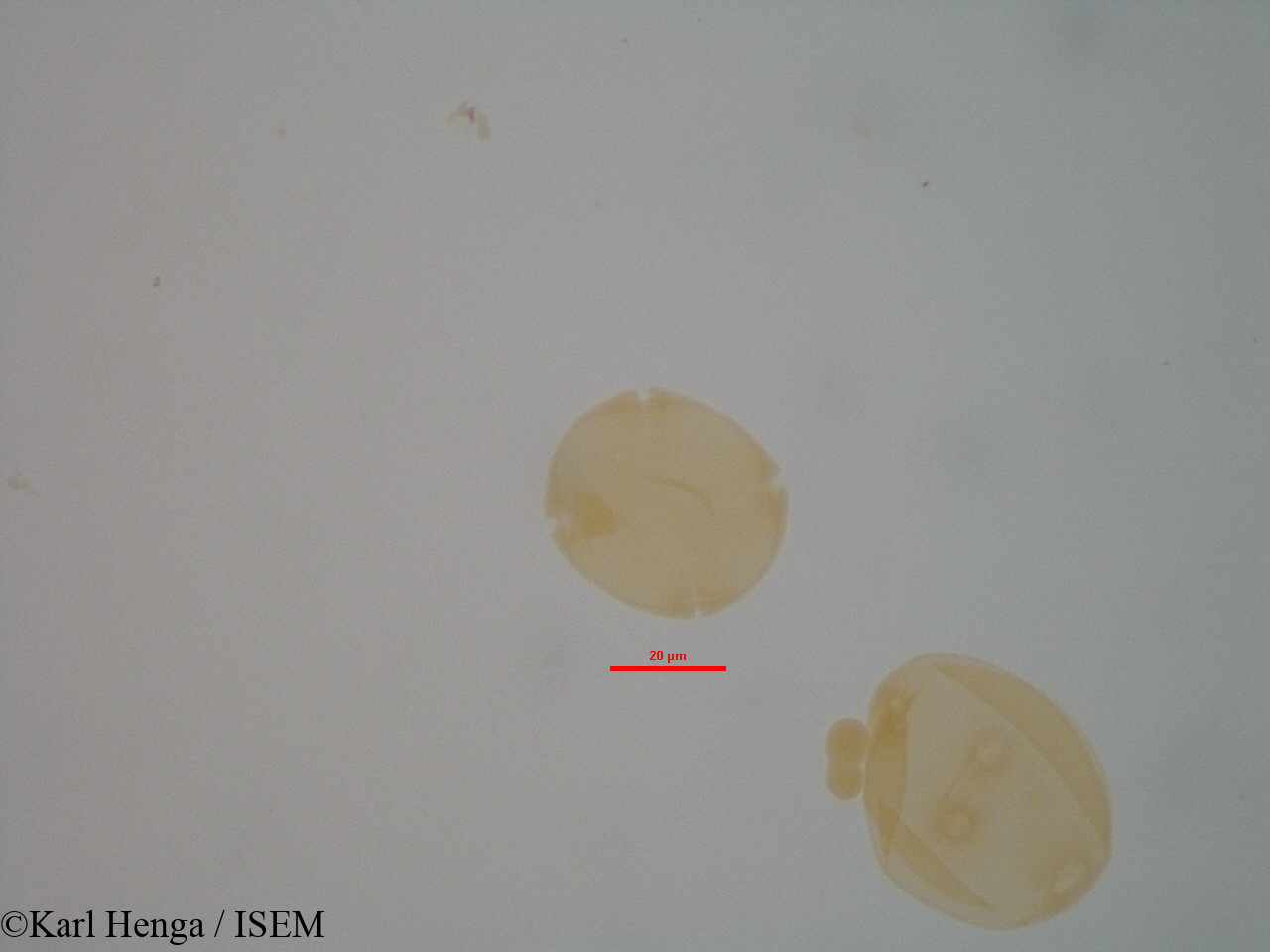 Karl.Henga/Entandrophragma_candollei_7942/Entandrophragma_candollei_7942_0008(copy).jpg