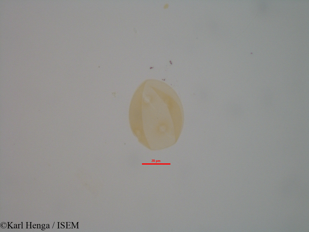 Karl.Henga/Entandrophragma_candollei_7942/Entandrophragma_candollei_7942_0010(copy).jpg