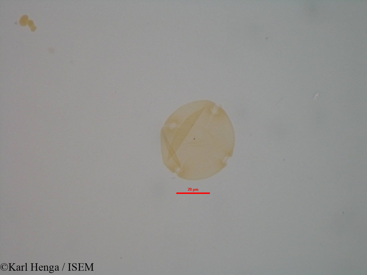 Karl.Henga/Entandrophragma_candollei_7942/Entandrophragma_candollei_7942_0012(copy).jpg