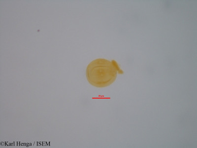 Karl.Henga/Entandrophragma_congoense_38145/Entandrophragma_congoense_38145_0001(copy)_thumb.jpg