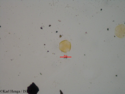 Eriocoelum petiolare - lame n° 875