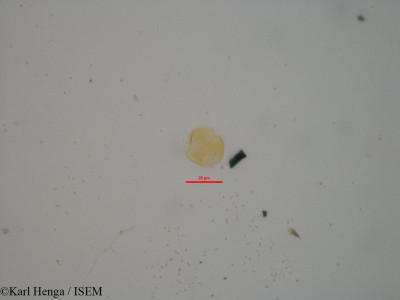 Eriocoelum petiolare - lame n° 875