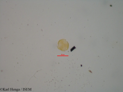 Eriocoelum petiolare - lame n° 875