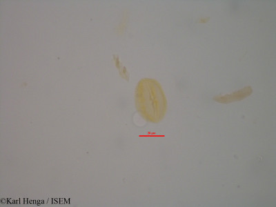 Karl.Henga/Erythroxylum_coca_8449/Erythroxylum_coca_8449_0001(copy)_thumb.jpg