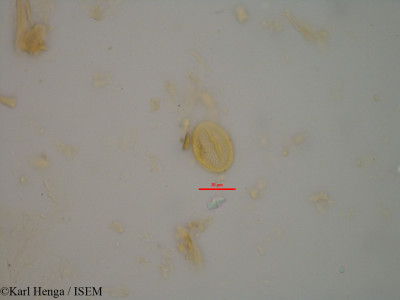 Karl.Henga/Erythroxylum_mannii_21241/Erythroxylum_mannii_21241_0001(copy)_thumb.jpg