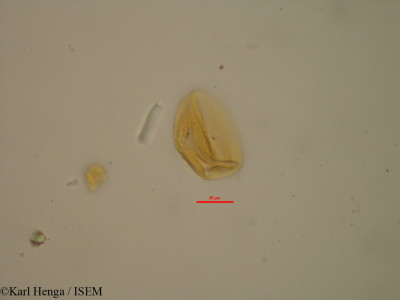 Karl.Henga/Eulophia_cucullata_21257/Eulophia_cucullata_21257_0001(copy)_thumb.jpg