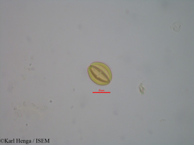 Euphorbia polycnemoides - lame n° 19990