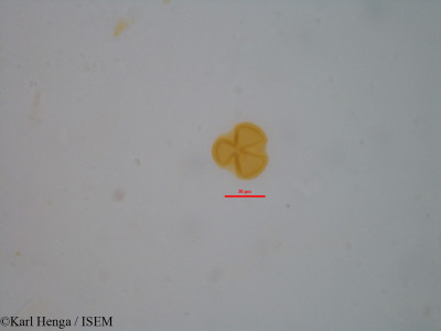 Karl.Henga/Euphorbia_scordiifolia_20798/Euphorbia_scordiifolia_20798_0001(copy)_thumb.jpg
