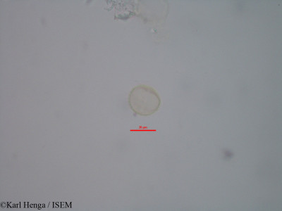 Fagara macrophylla - lame n° 39084