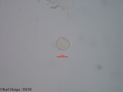 Fagara macrophylla - lame n° 39084