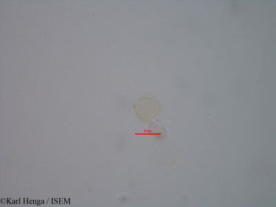 Fagara macrophylla - lame n° 39084