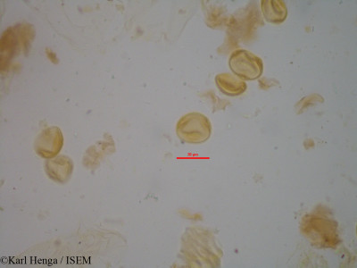 Fagara poggei - lame n° 19530