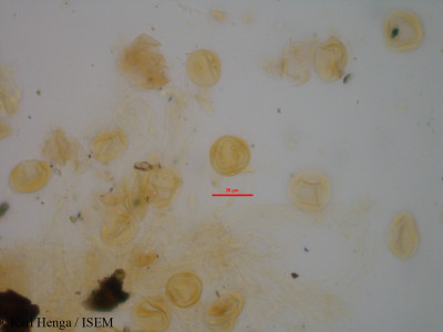 Fagara poggei - lame n° 19530