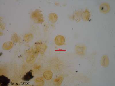 Fagara poggei - lame n° 19530
