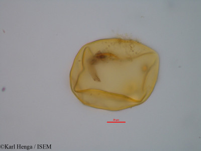 Karl.Henga/Funtumia_africana_47326/Funtumia_africana_47326_0001(copy)_thumb.jpg