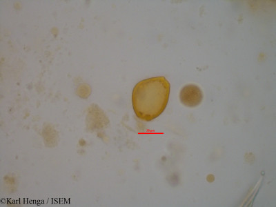 Funtumia elastica - lame n° 33747