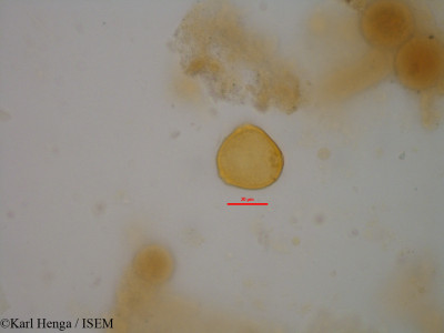 Funtumia elastica - lame n° 33747