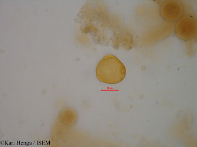 Funtumia elastica - lame n° 33747