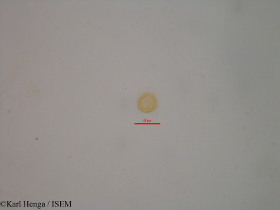 Karl.Henga/Garcinia_afzelii_19431/Garcinia_afzelii_19431_0001(copy)_thumb.jpg